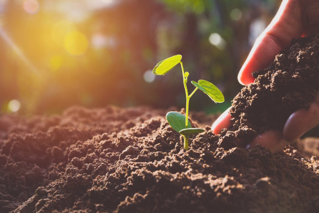 Best Compost for Garden Vegetables