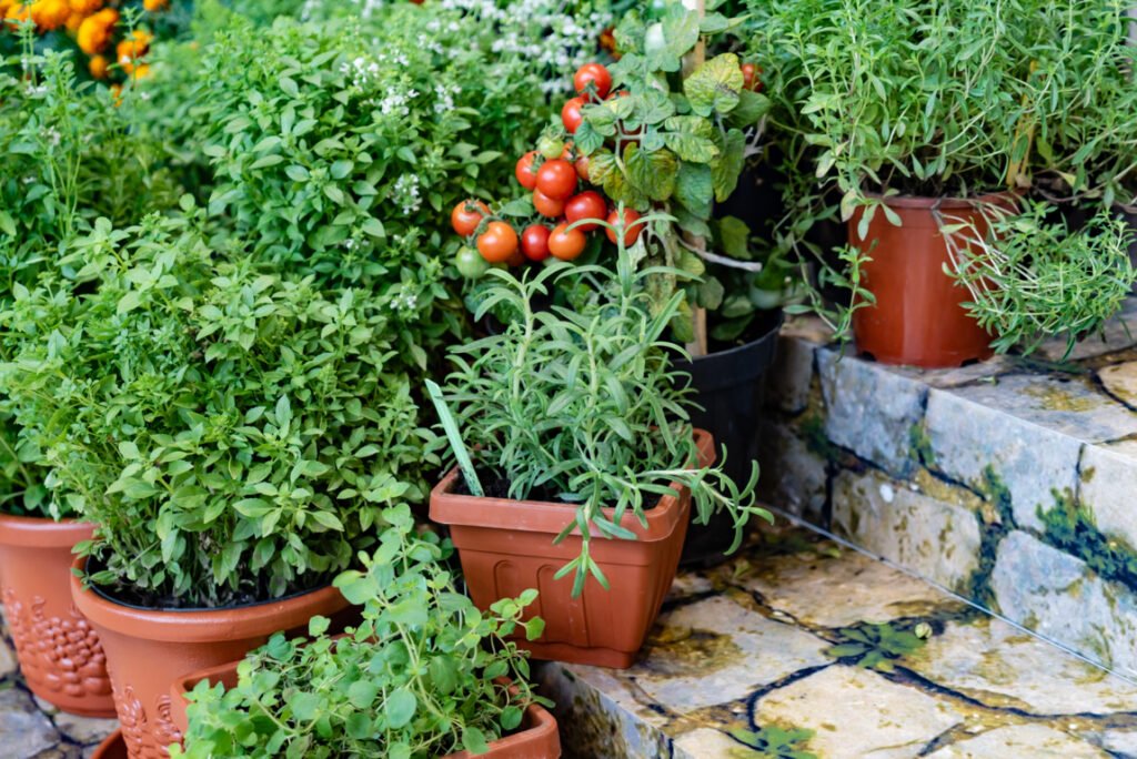 Container Gardening