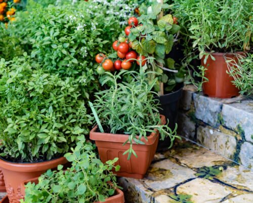 container gardening ideas