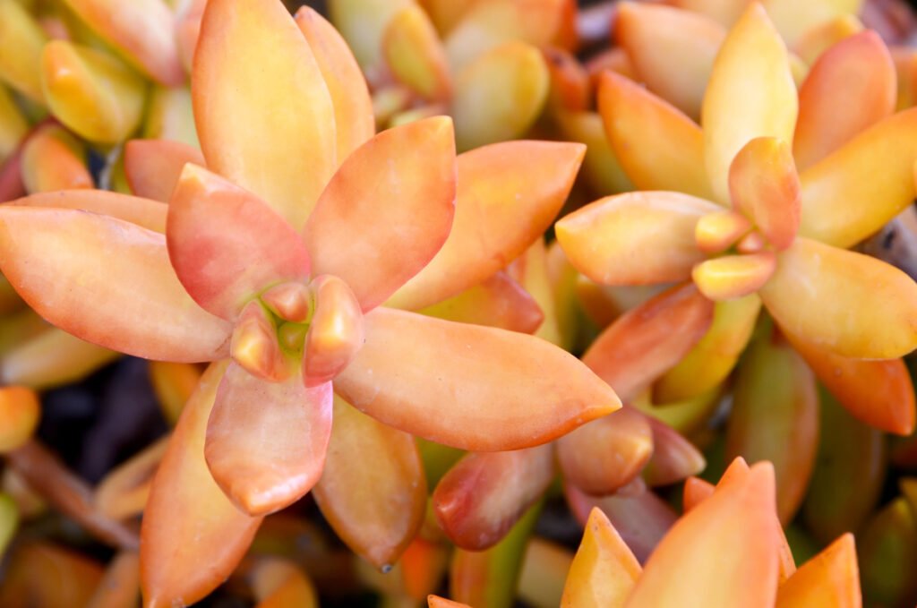 Orange Kalanchoe