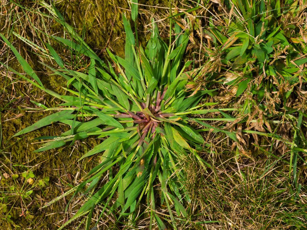 Crabgrass