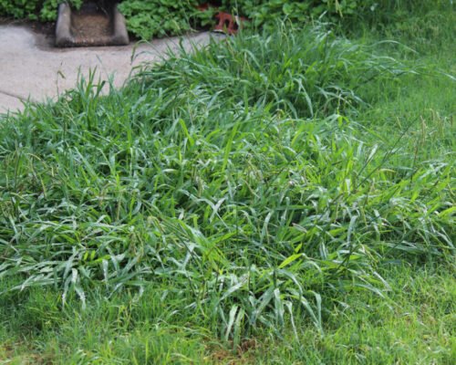 dallisgrass vs crabgrass