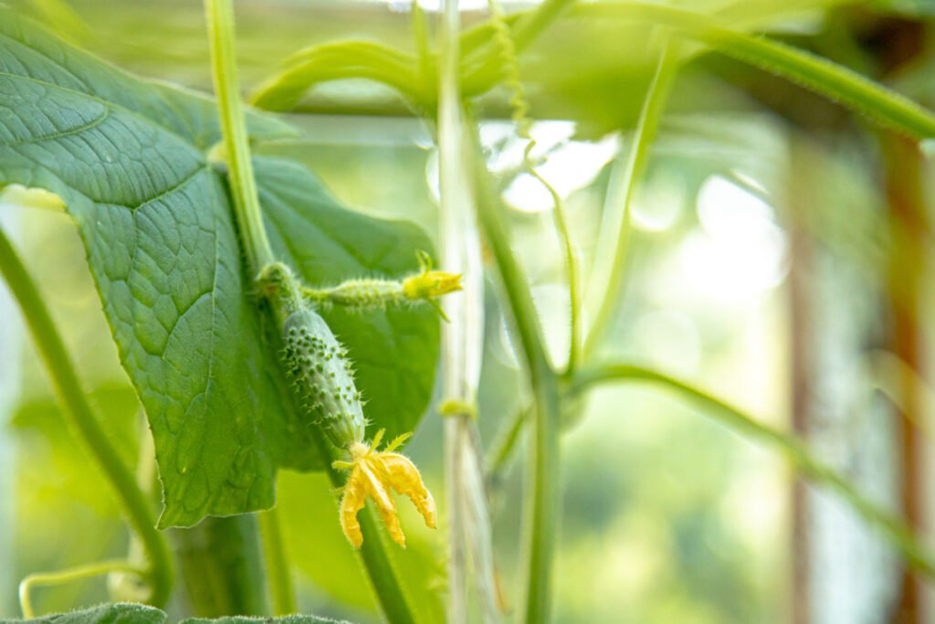 Cucumber Growth