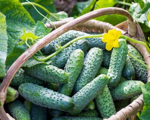 Cucumber Plant Stages