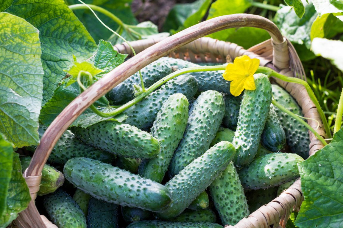 Cucumber Plant Stages