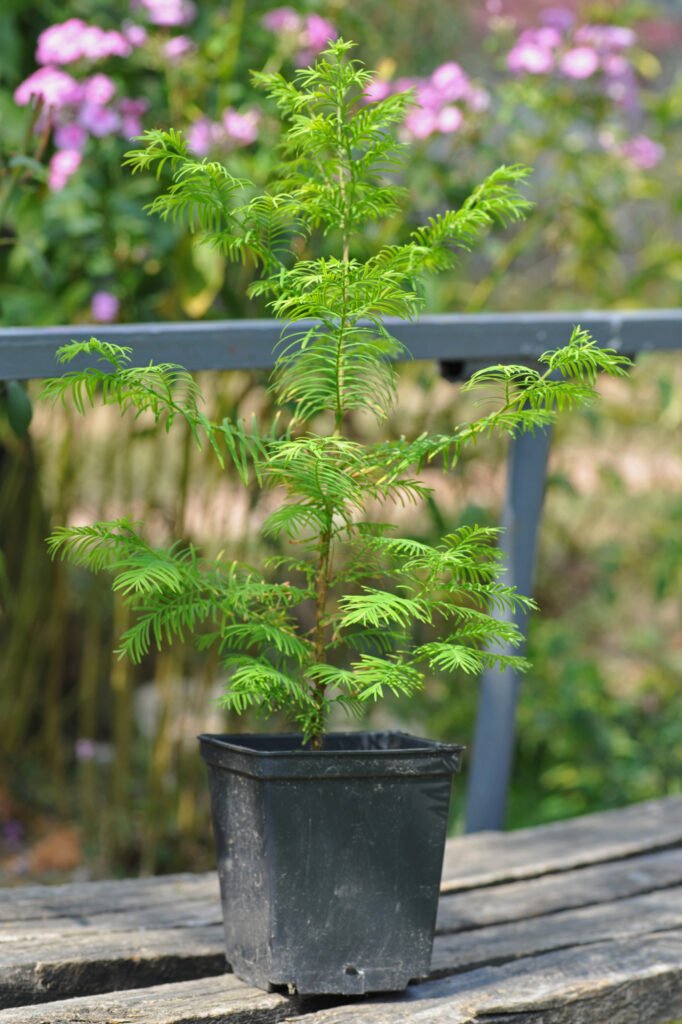 Dawn Redwood Bonsai Seedling