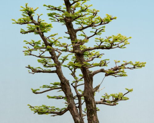 Growing Dawn Redwood Bonsai From Seed