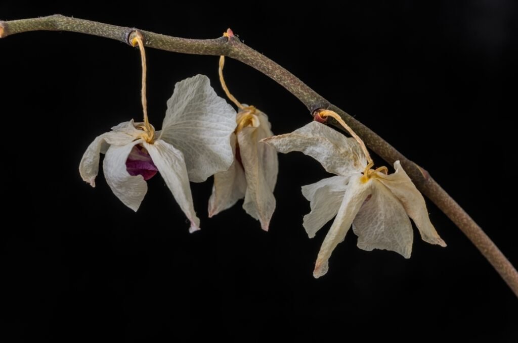 Dead Orchid Flowers