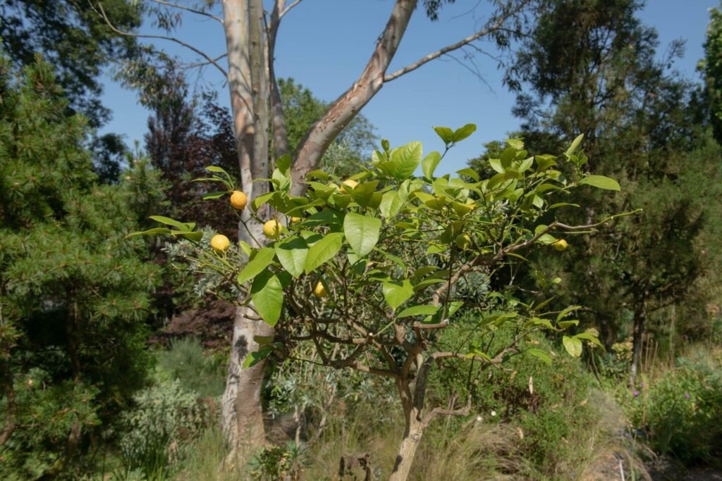 Dwarf Lemon Tree