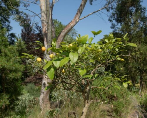 Dwarf Lemon Tree