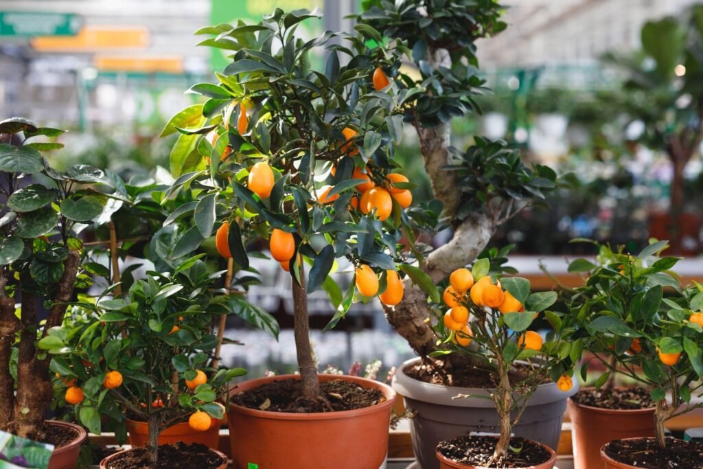 Dwarf lemon tree growth stages