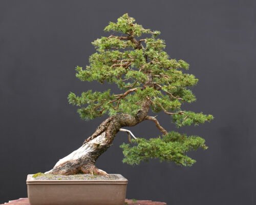 spruce bonsai