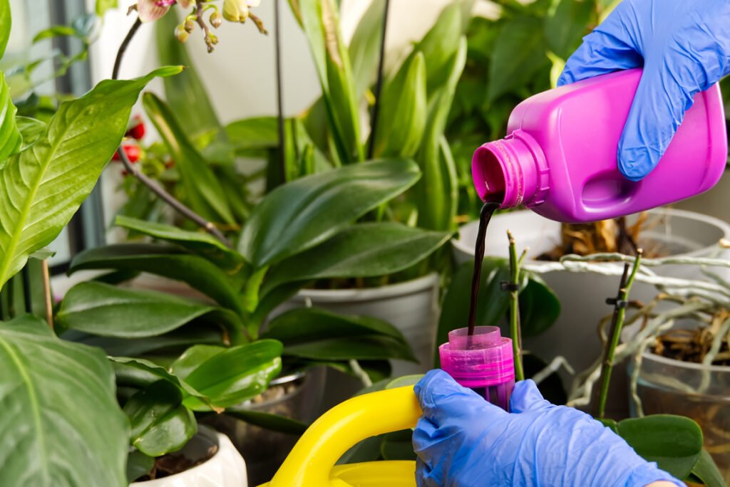 Fertilizing Orchid Plants