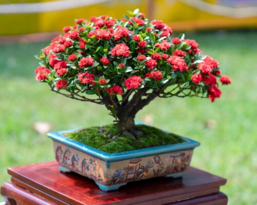 Flame Tree Bonsai