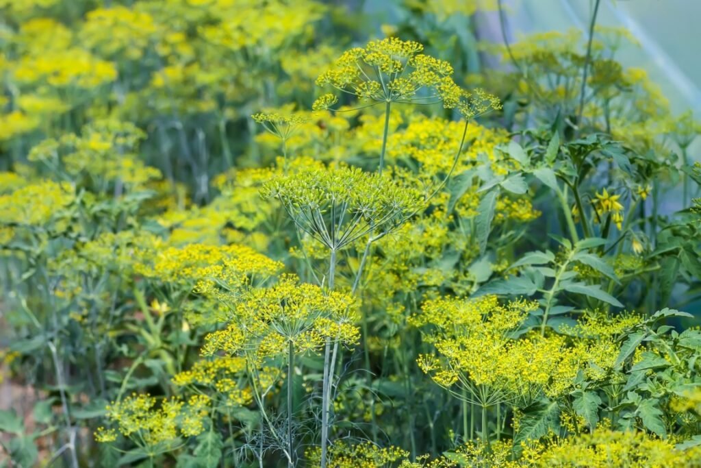 Fresh Green Dill Flowers 