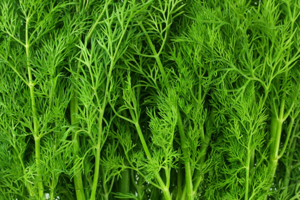 Fresh Green Dill