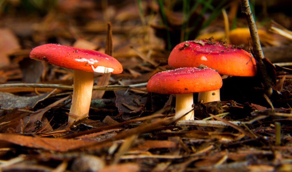 Fungus in Mulch