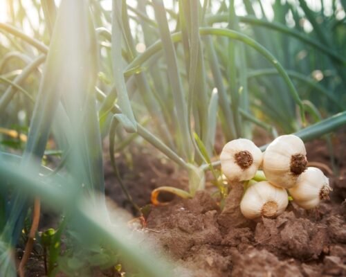 garlic growing stages