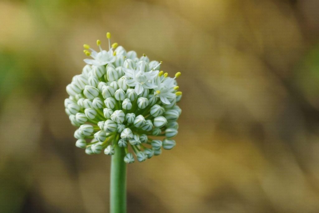 Garlic flower