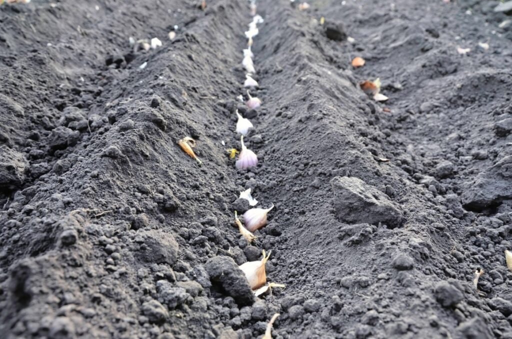 Garlic bulbs in soil