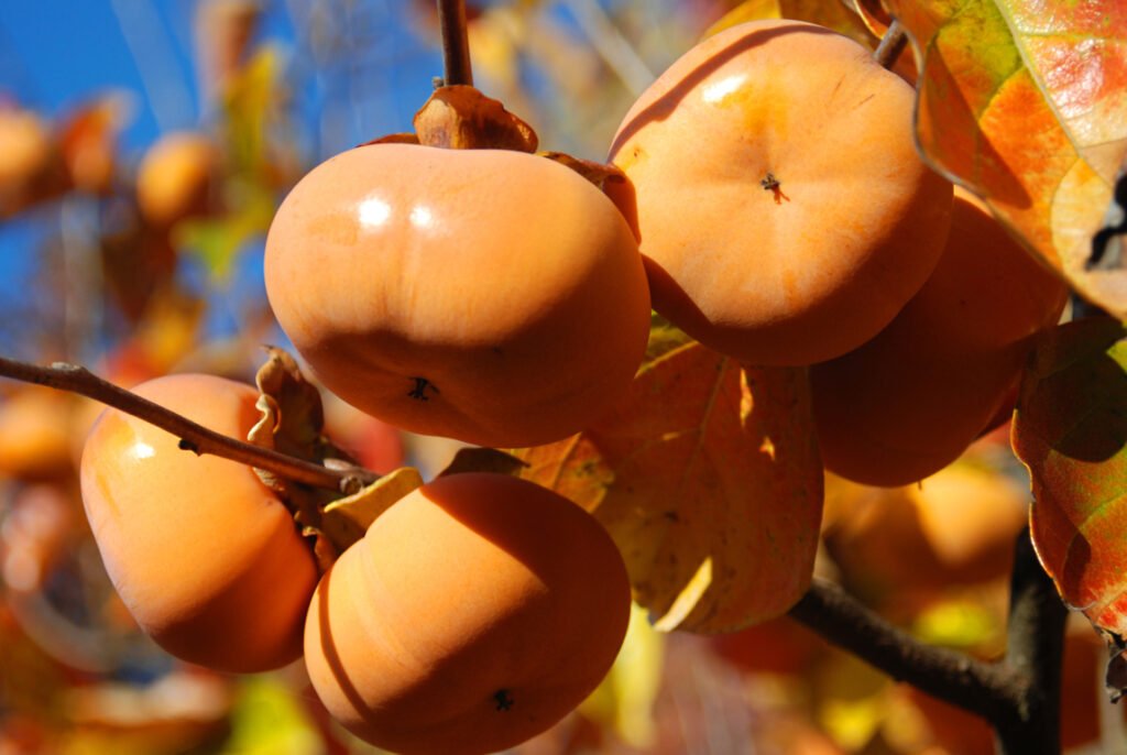 Grow Japanese Persimmon From Seed