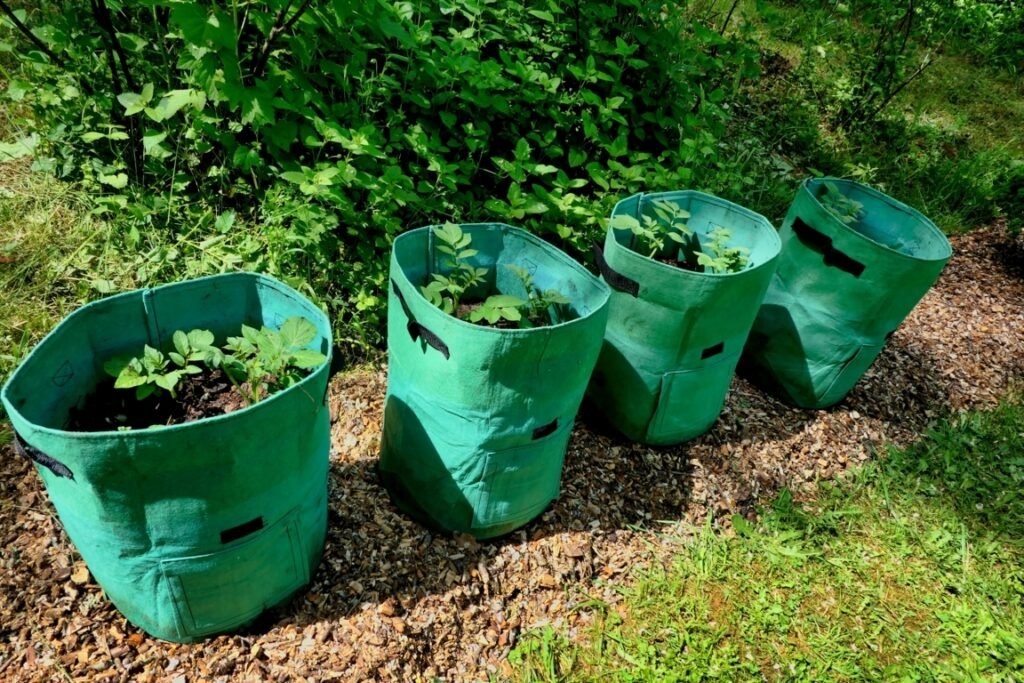 Grow Potatoes in a Pot