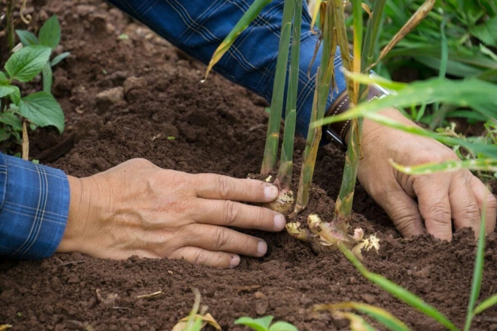 Sowing Ginger in Garden