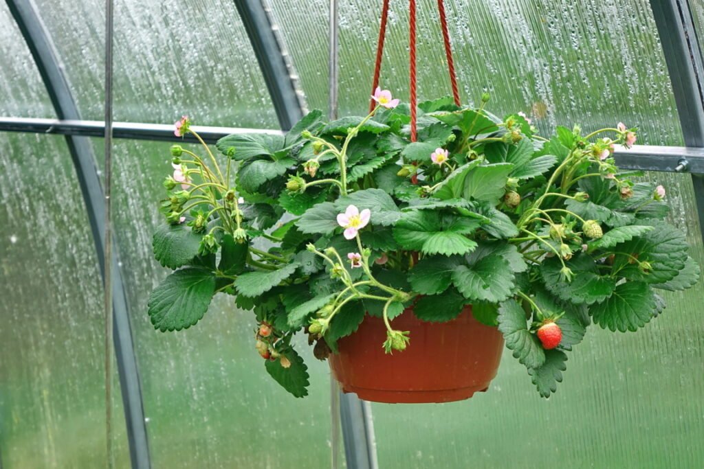 Hanging Baskets