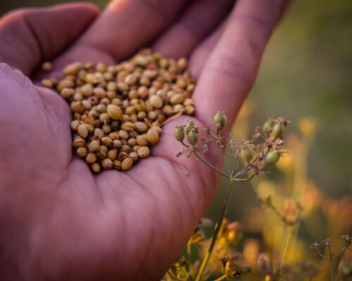 how to harvest cilantro seeds