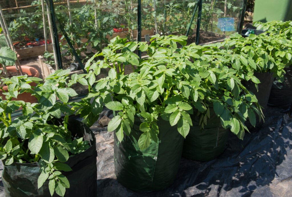 Home Grown Potatoes in Fabric Pots