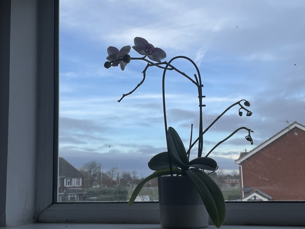 Indirect light for Orchid Plant