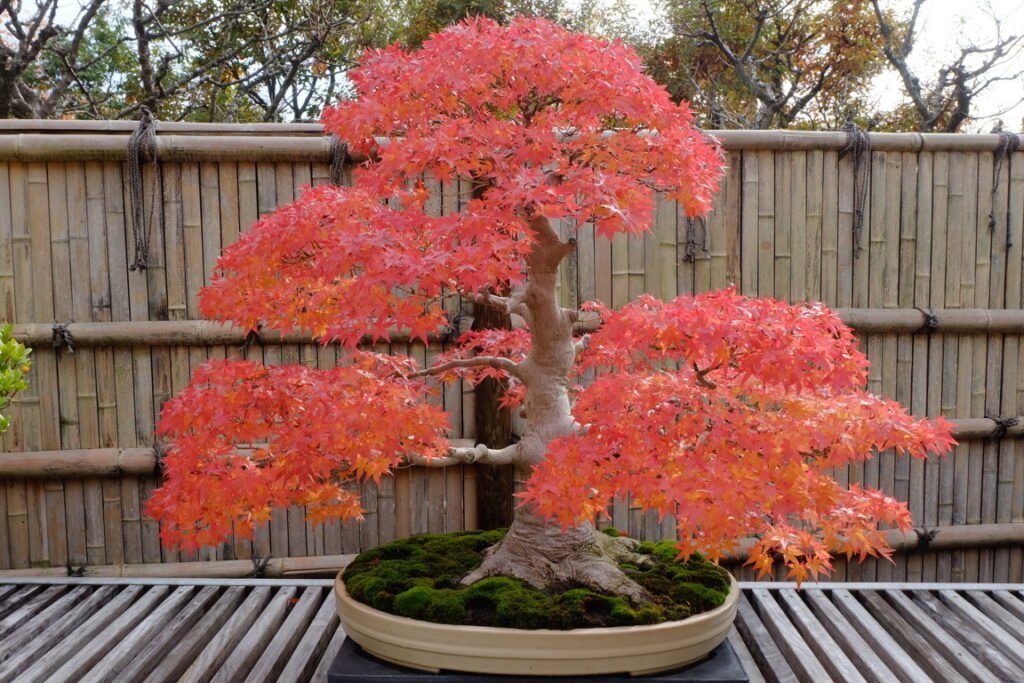 Japanese Red Maple Bonsai