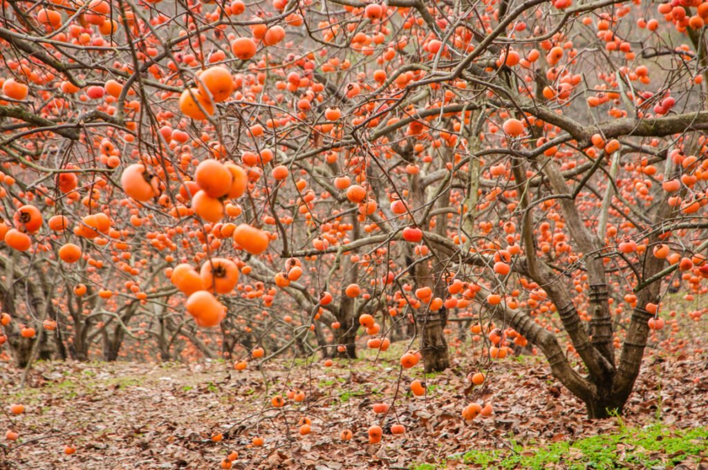 how to grow fuyu persimmon from seed