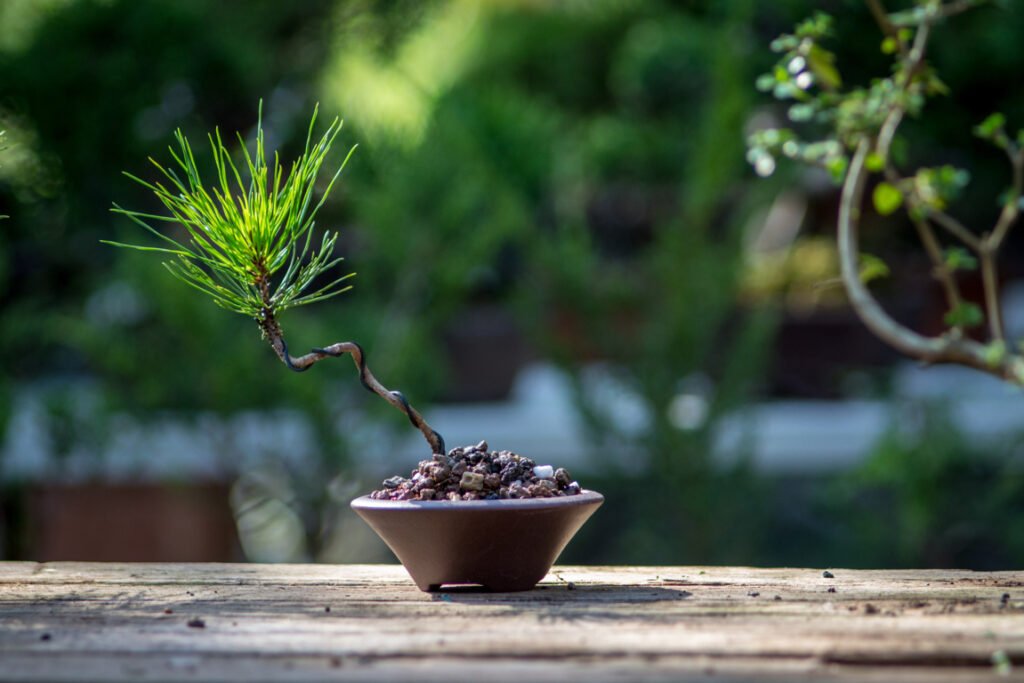 japanese black pine bonsai