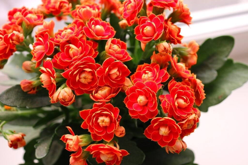 Kalanchoe Blossfeldiana Orange