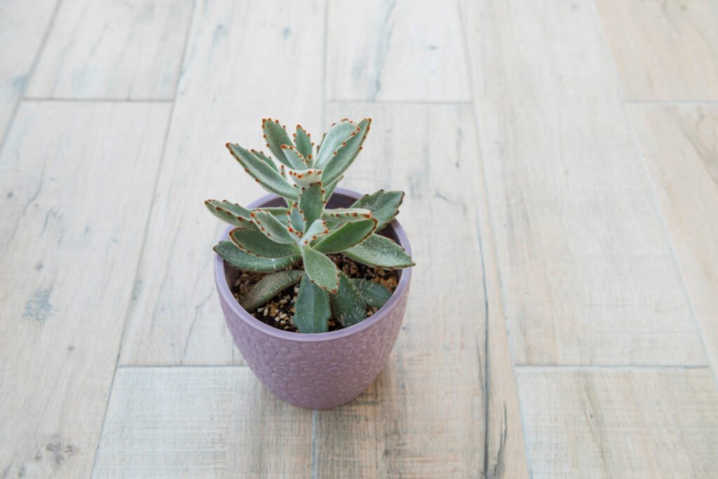 Kalanchoe Tomentosa