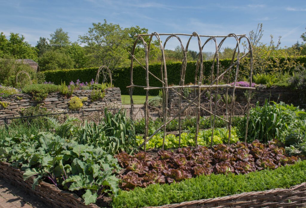 Kitchen Gardening 