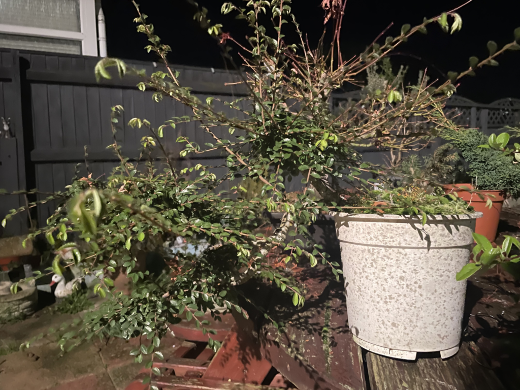 establishing bonsai tree