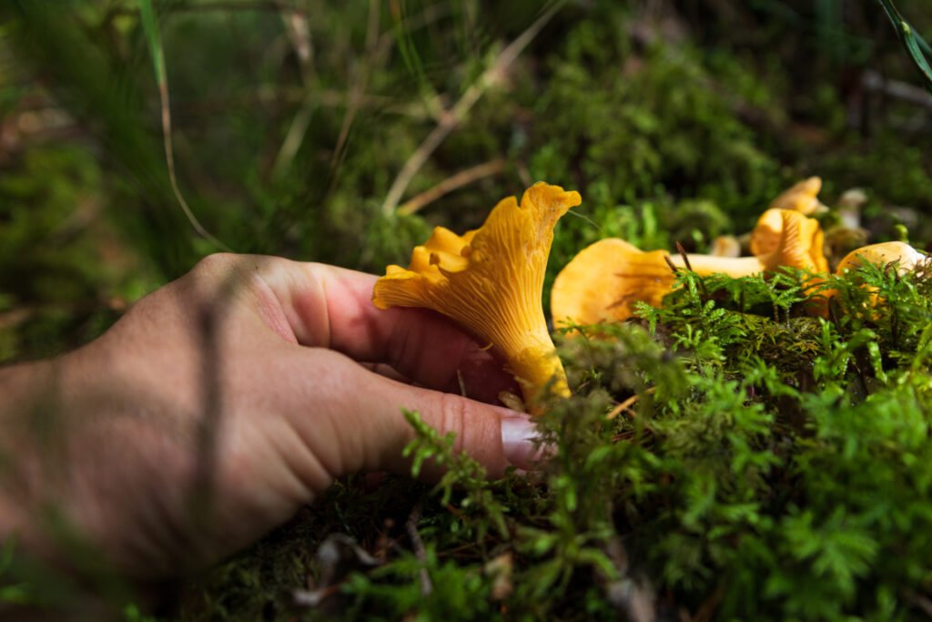 Manual removal of fungi