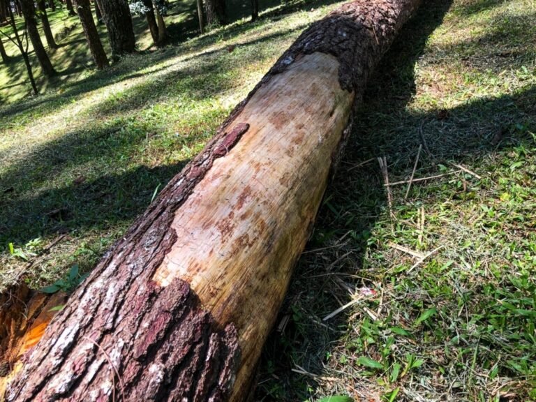 How to Tell if a Pine Tree is Dying: 7 Warning Signs - The Plant Bible