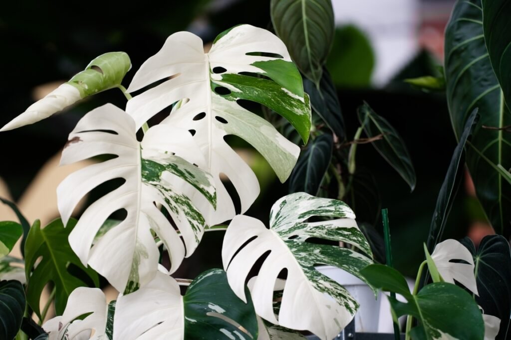 monstera albo vs thai constellation