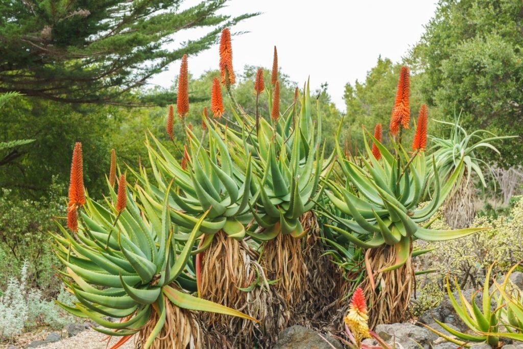 Mountain Aloe