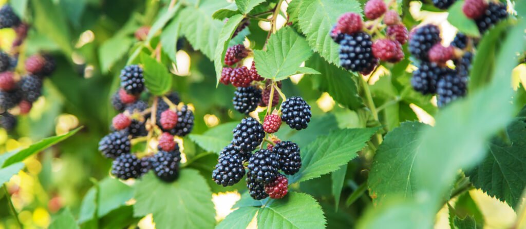 Mulberry fruit