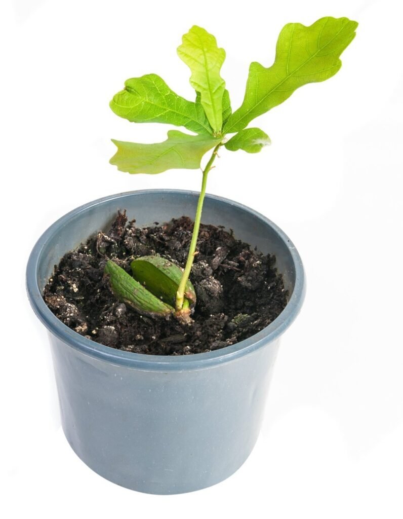 Oak bonsai seedling