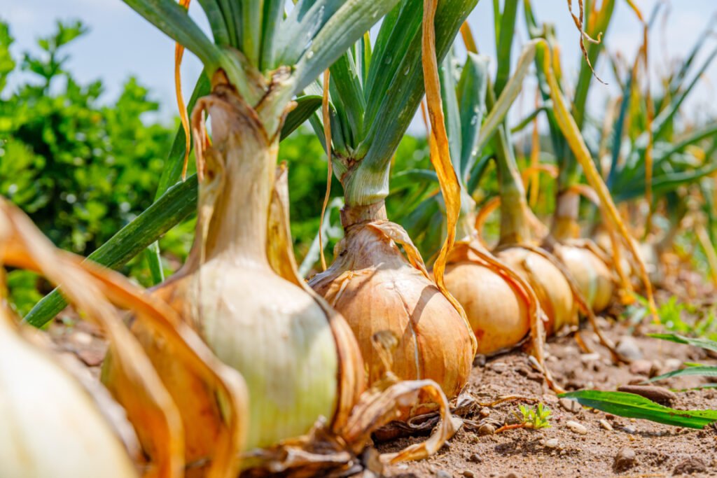 Onion plants