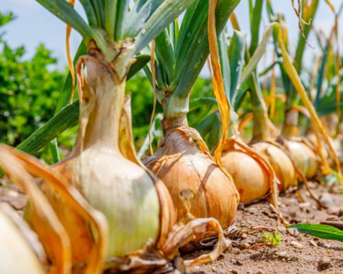 companion planting onions