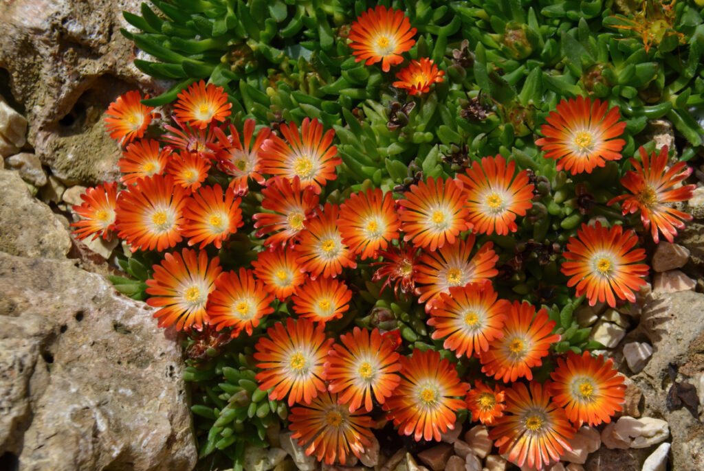 Orange Ice Plant