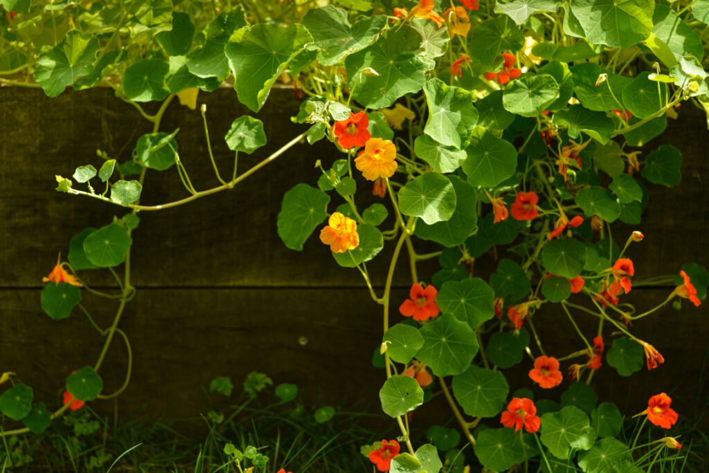 Orange Nasturtiums Garden