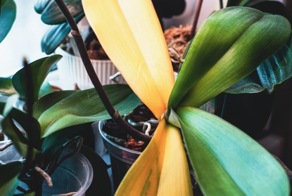 Orchid Leaves Turning Yellow 