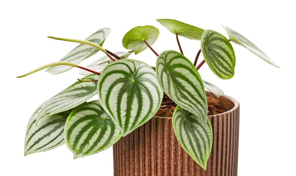 Peperomia